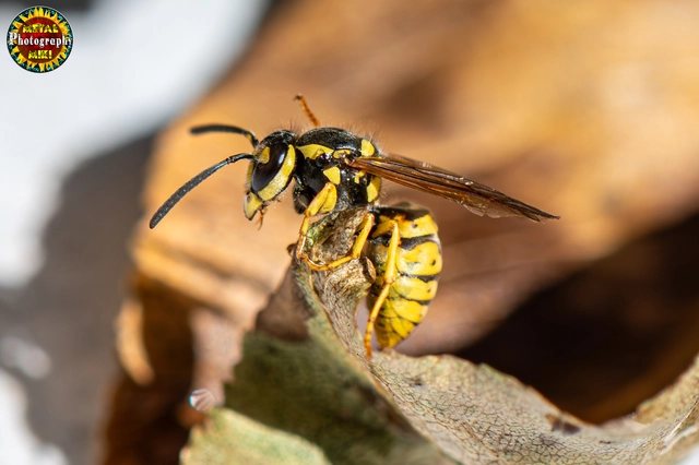 Vespula germanica - német darázs
