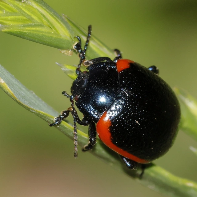 Chrysolina rossia - trapézhátú szegélyeslevelész