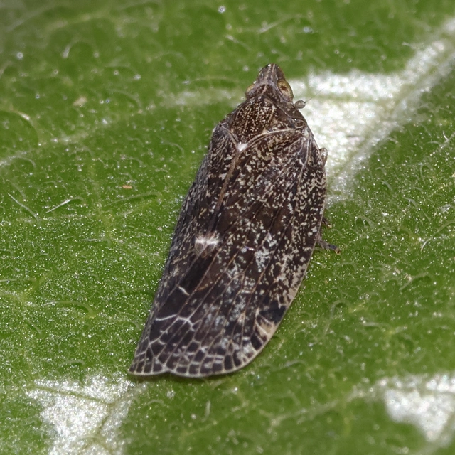 Cixidia