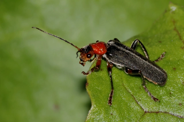Cantharis livida - mezei lágybogár