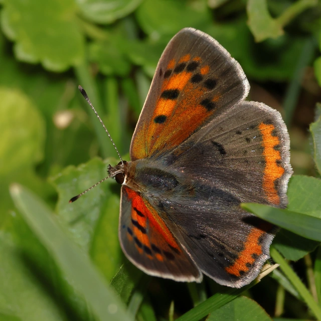 Lycaena phlaeas - közönséges tűzlepke
