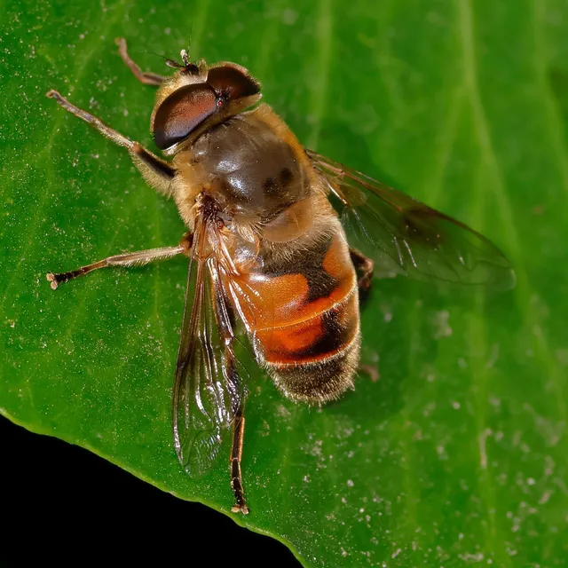 Eristalis tenax - közönséges herelégy