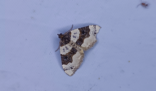 Cosmorhoe ocellata - szemes galajaraszoló