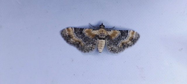 Eupithecia linariata - vonalas törpearaszoló