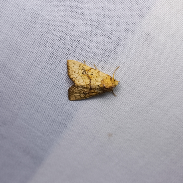 Tiliacea sulphurago - kénes sárgabagoly