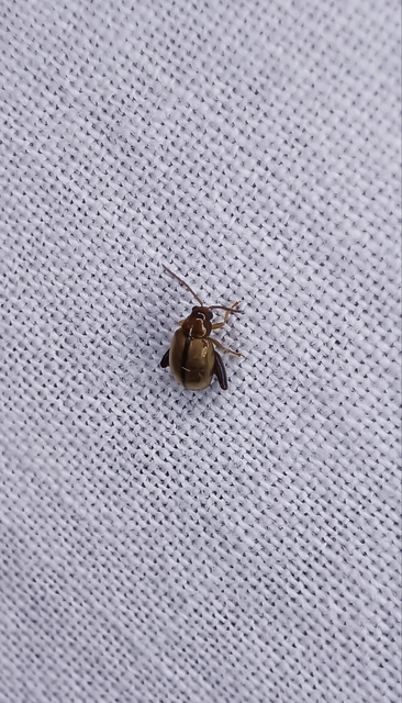 Longitarsus