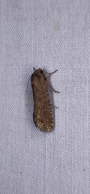 Spodoptera exigua - apró jegyesbagoly