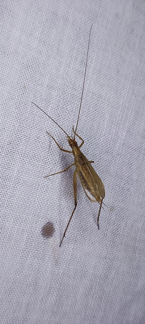 Oecanthus pellucens - pirregőtücsök