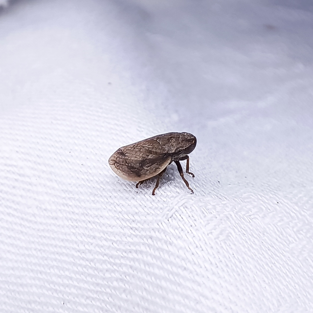 Lepyronia coleoptrata