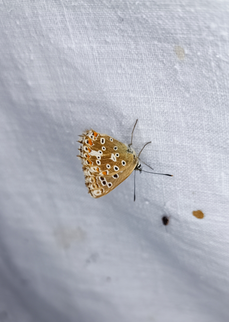 Polyommatus coridon - ezüstkék boglárka