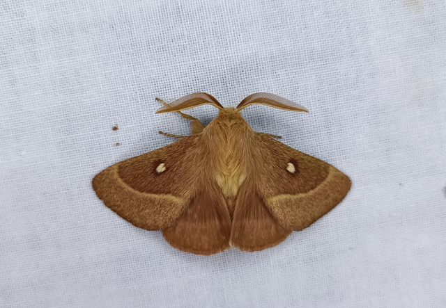 Lasiocampa trifolii - lóhereszövő