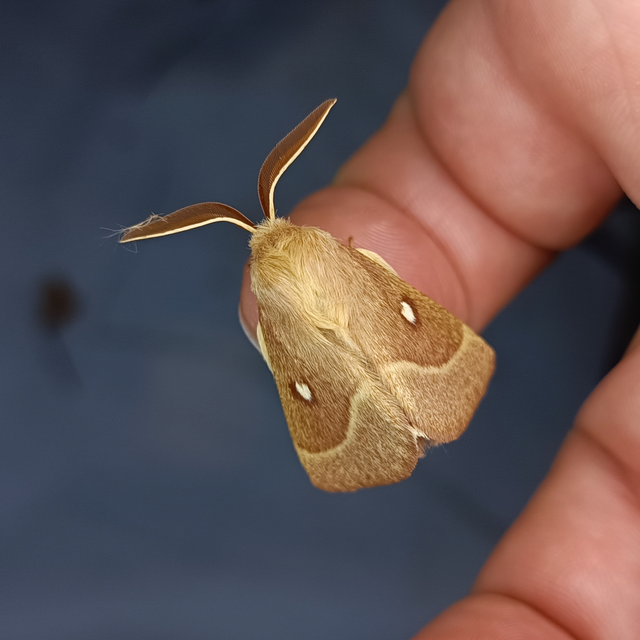 Lasiocampa trifolii - lóhereszövő
