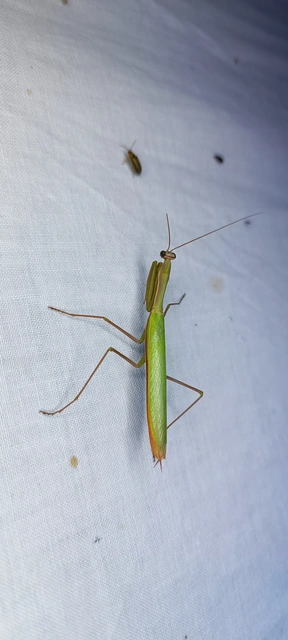 Mantis religiosa - imádkozósáska