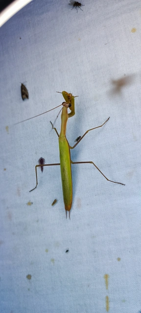 Mantis religiosa - imádkozósáska