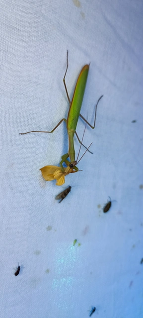 Mantis religiosa - imádkozósáska