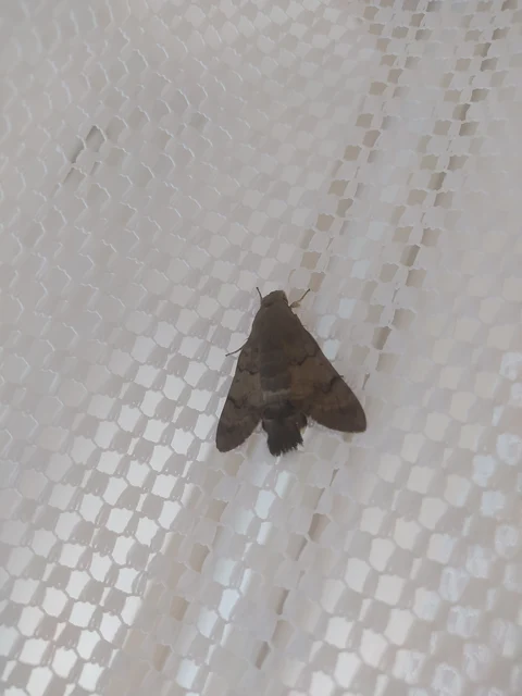 Macroglossum stellatarum - kacsafarkú szender