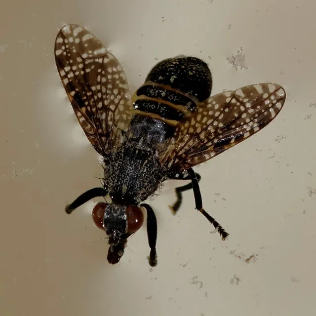 Platystoma