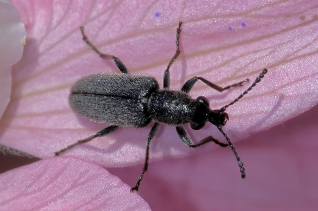 Nemonyx lepturoides - szarkaláb-áleszelény