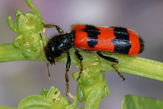 Trichodes apiarius - szalagos méhészbogár