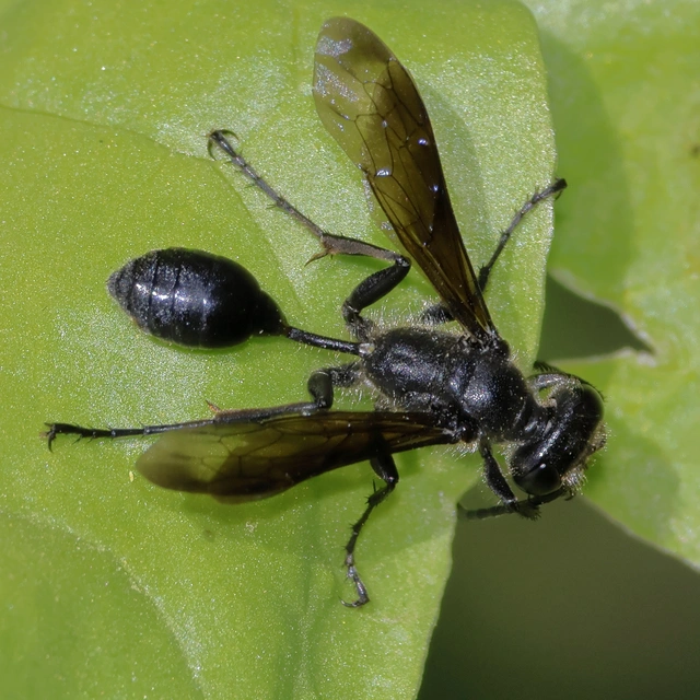 Isodontia mexicana - mexikói fűdarázs