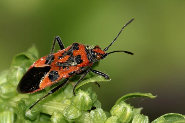 Corizus hyoscyami - piros karimáspoloska