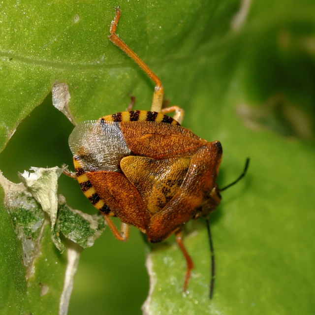Carpocoris Carpocoris