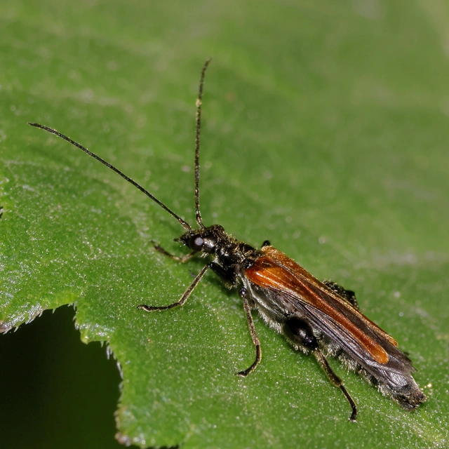 Oedemera femorata - sárgahátú álcincér