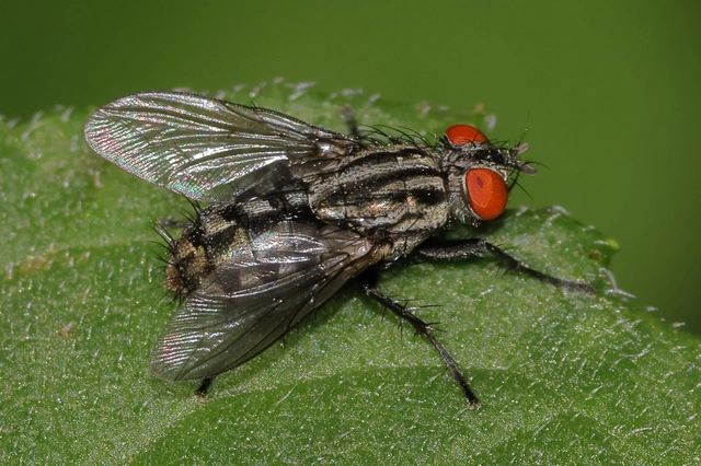 Sarcophagidae - húslégyfélék