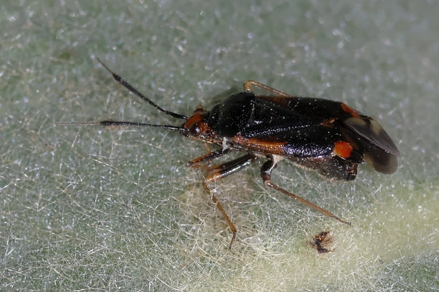 Deraeocoris ruber - vöröses mezeipoloska