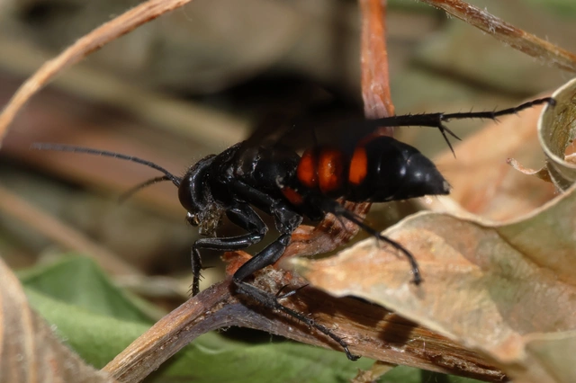 Anoplius viaticus - közönséges útonállódarázs Anoplius viaticus - közönséges útonállódarázs