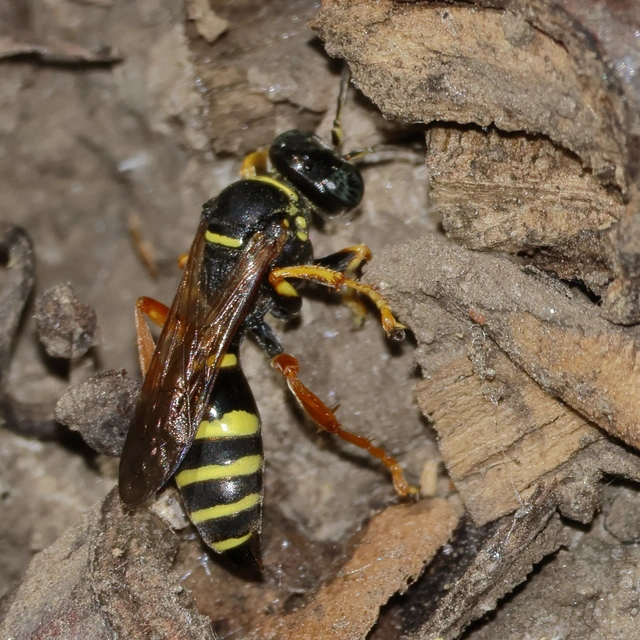 Crabronidae - szitásdarazsak