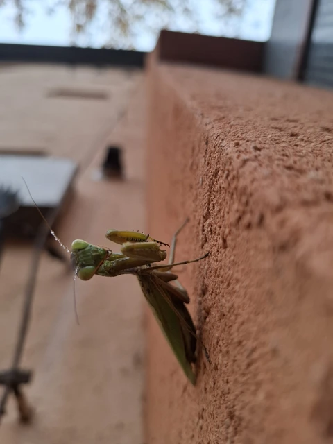 Mantodea - Fogólábúak