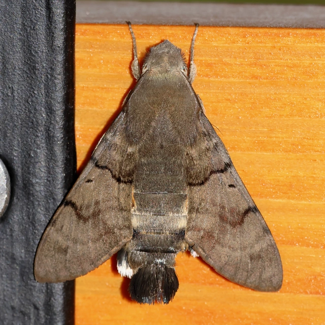 Macroglossum stellatarum - kacsafarkú szender
