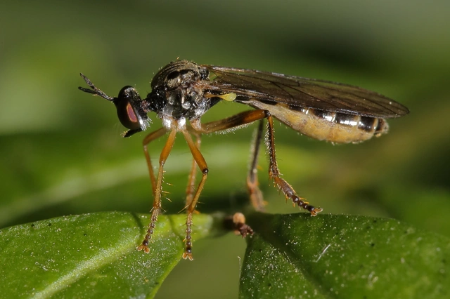 Dioctria linearis - karcsú héjalégy