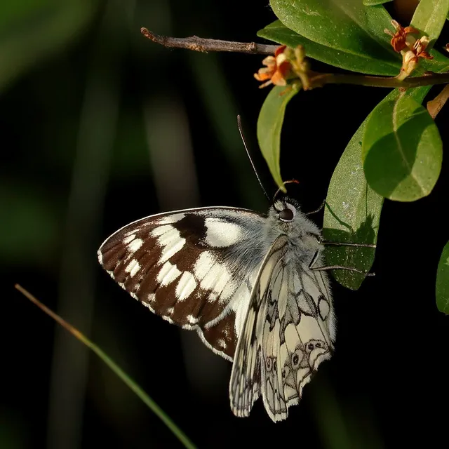 Melanargia galathea - sakktáblalepke
