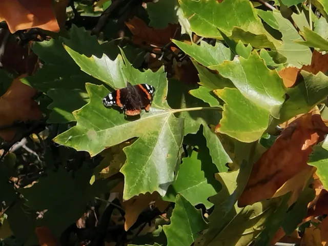Vanessa atalanta - atalantalepke