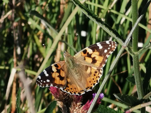 Vanessa cardui - bogáncslepke