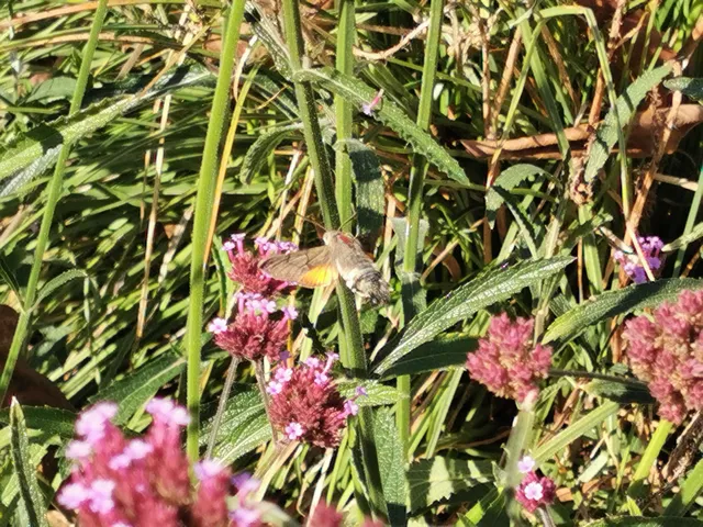Macroglossum stellatarum - kacsafarkú szender