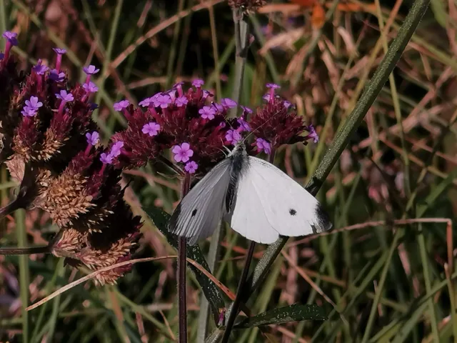 Pieris rapae - répalepke