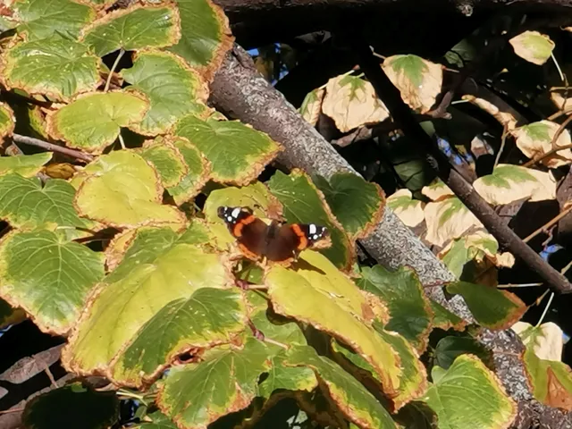 Vanessa atalanta - atalantalepke