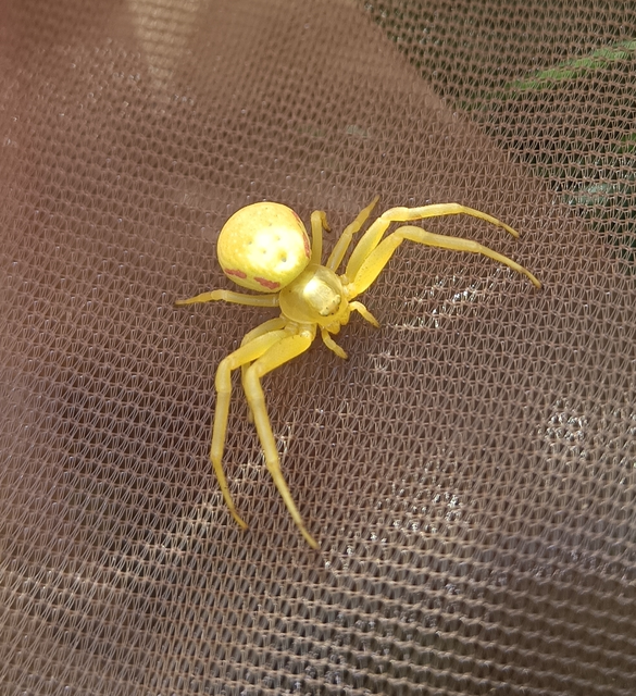 Araneae - Pókok