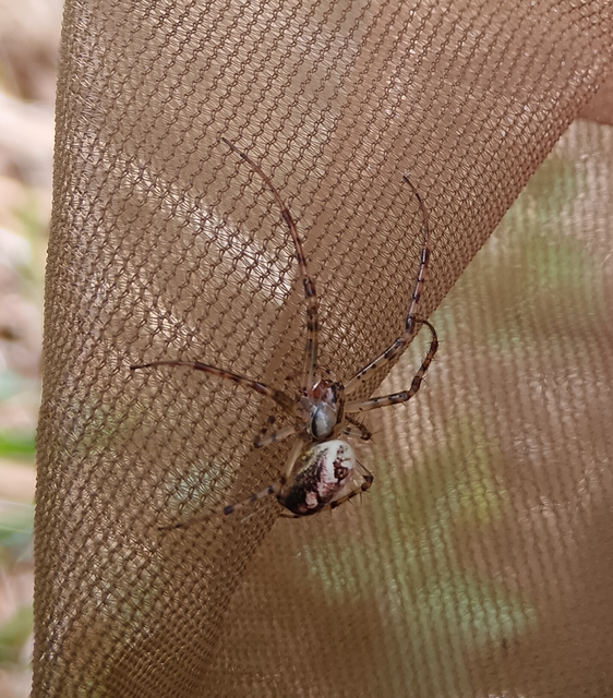 Araneae - Pókok