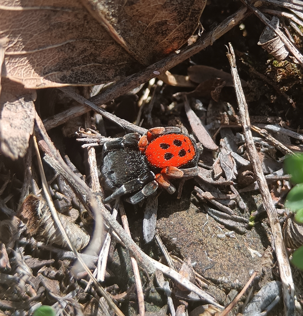 Araneae - Pókok