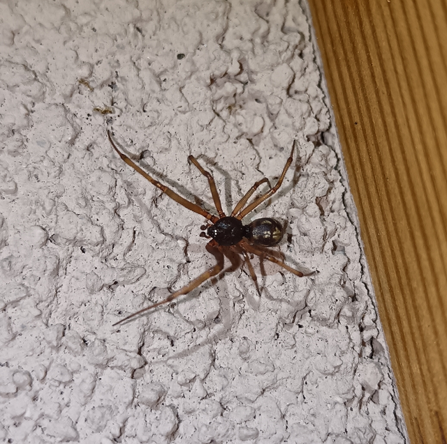 Araneae - Pókok