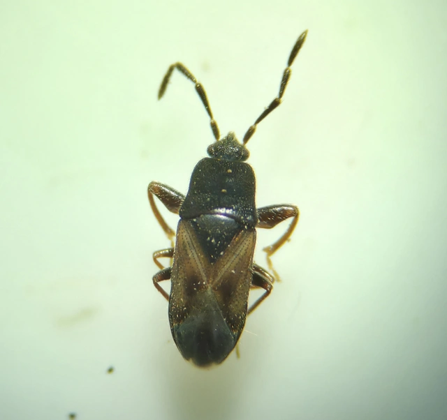 Tropistethus holosericus - törpebodobács