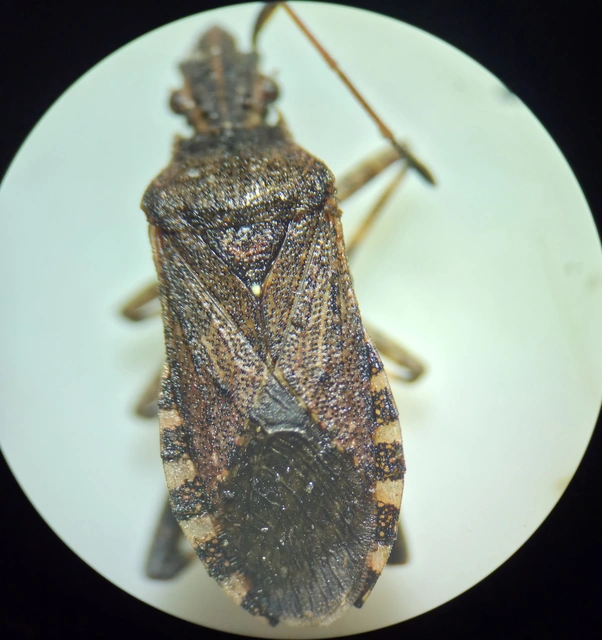 Ceraleptus gracilicornis - tüskéslábú karimáspoloska