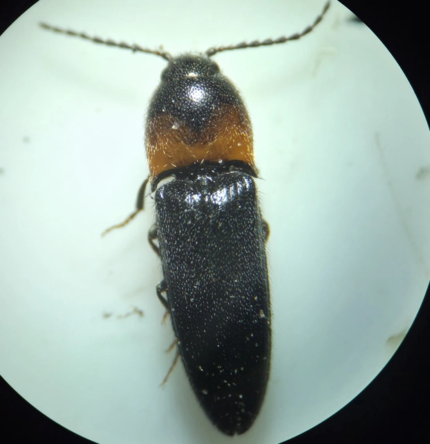 Ampedus sinuatus - felemásnyakú pattanó