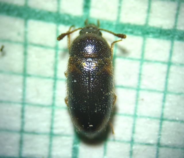 Triphyllus bicolor - kétszínű gombabogár