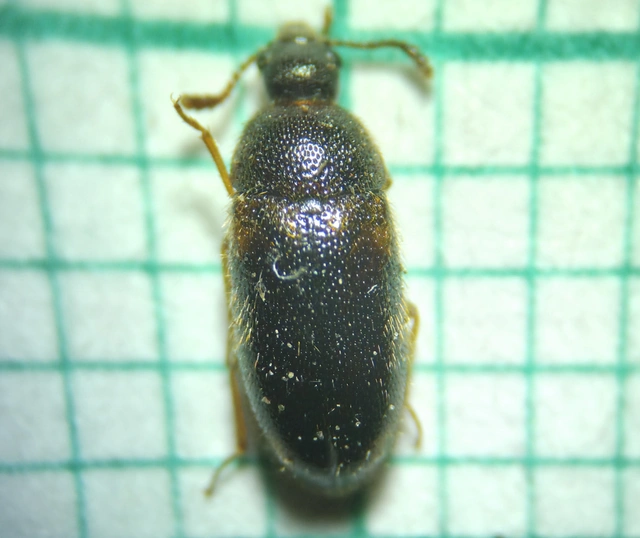 Triphyllus bicolor - kétszínű gombabogár