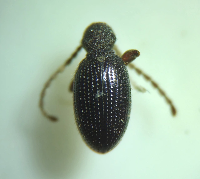 Ptinus